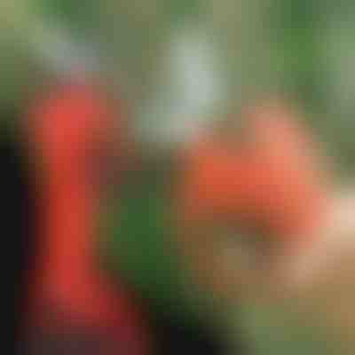 Ηλεκτρικό ψαλίδι κλαδέματος, ασύρματο για κήπο και οπωρώνα | WHIZZPRUNER