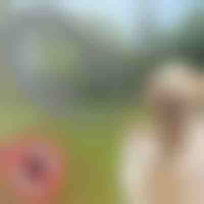 Κολάρο κατοικίδιων για τσιμπούρια και ψύλλους PETPROTECT