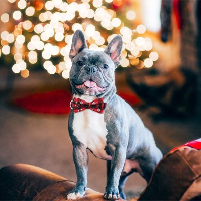 Γιορτινό Κολάρο Σκύλου με Χιονονιφάδες | DOGICOLLAR